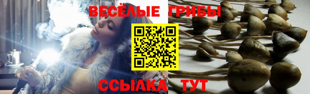 Псилоцибиновые грибы мухоморы  Невинномысск  где можно купить наркотик  Галлюциногенные грибы Psilocybe 